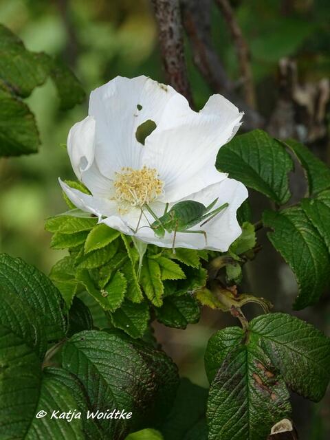 Heuschrecke im Katinger Watt (Foto: Katja Woidtke)