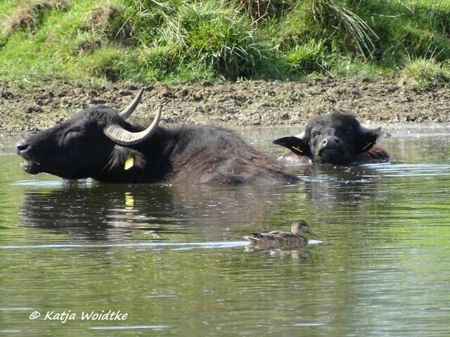 Im Katinger Watt werden Wasserbüffel (Bubalus arnee) zur Landschaftspflege eingesetzt (Foto: Katja Woidtke)