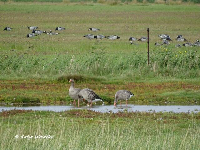 Graugänse  (Anser anser) und Weißwangengänse (Branta leucopsis) im Katinger Watt (Foto: Katja Woidtke)
