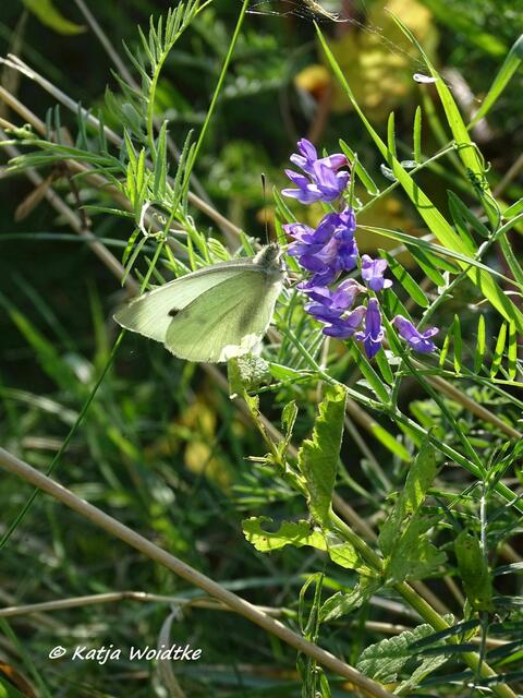 Weißling im Katinger Watt (Foto: Katja Woidtke)