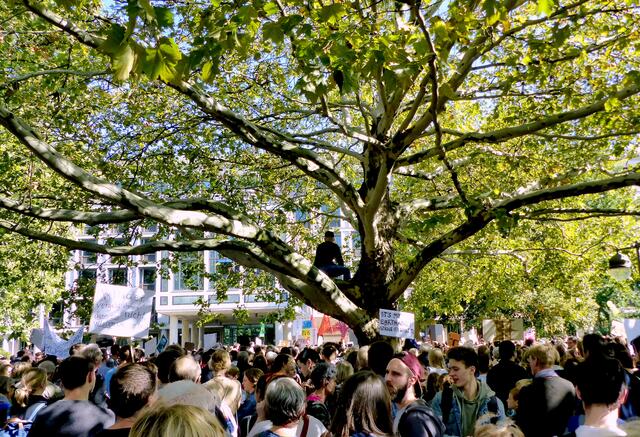 Noch stehen am Georgsplatz Bäume. Doch denen geht es nicht gut. Der Klimawandel setzt ihnen zu.