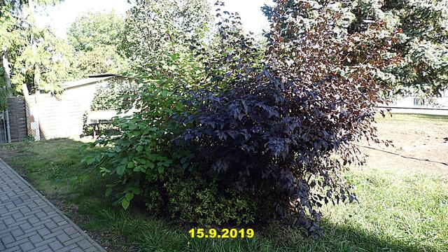 36  15.9.2019 - Sonntagsbilder - Fliederbaum (37) ! Temp: 6:06 /6,6°C plus und 11:33 plus 20,7°C / Es werden Höchsttemperaturen von 25° (gefühlt: 24°) und schwacher Wind (17 km/h) aus West mit starken Böen (43 km/h) erwartet. Es kommt zu Niederschlagsmengen von 0 l/m², die Niederschlagswahrscheinlichkeit beträgt 6%, die Sonne scheint 10,5 Stunden. (mehr dazu bei www.wetter.de)