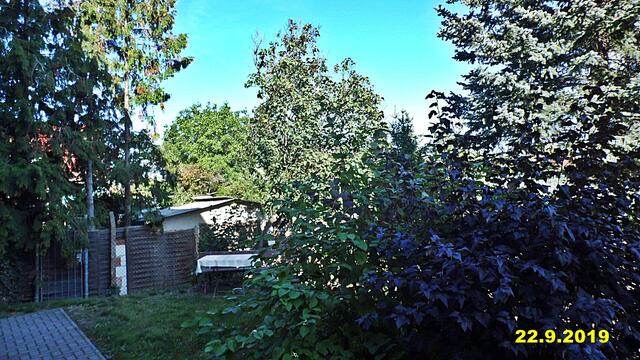 37  22.9.2019 - Sonntagsbilder - Fliederbaum (38) ! Temp: 6:09 /4,8°C plus und 16:33 plus 26,7°C / Es werden Höchsttemperaturen von 24° (gefühlt: 24°) und leichte Brise (9 km/h) aus Ostsüdost mit mäßigen Böen (22 km/h) erwartet. Es kommt zu Niederschlagsmengen von 0 l/m², die Niederschlagswahrscheinlichkeit beträgt 6%, die Sonne scheint 11 Stunden.