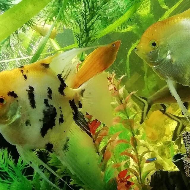 Ein Aquarium Rundblick vom 24.9.2019 !