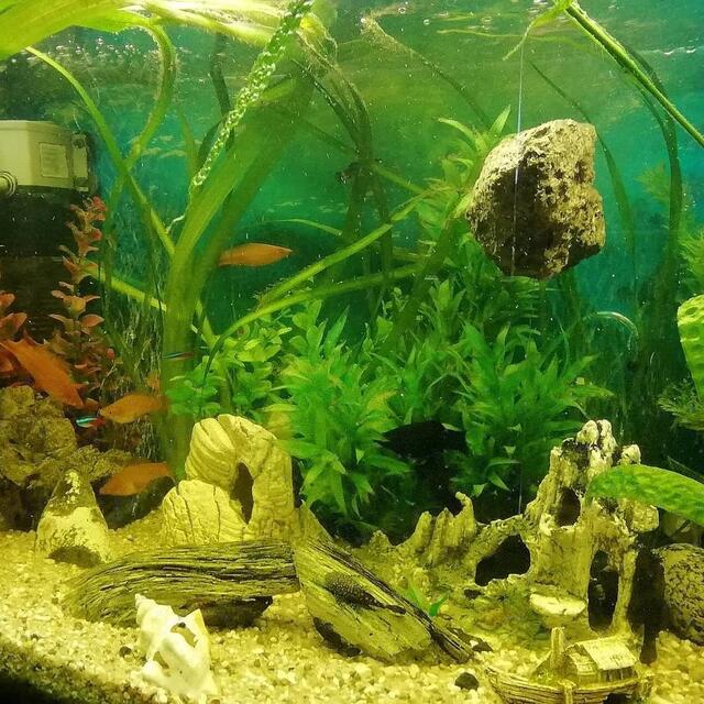 Ein Aquarium Rundblick vom 24.9.2019 !