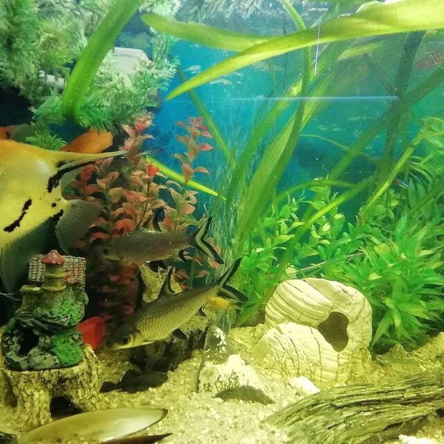 Ein Aquarium Rundblick vom 24.9.2019 !
