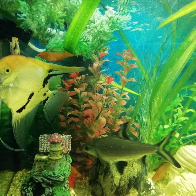 Ein Aquarium Rundblick vom 24.9.2019 !