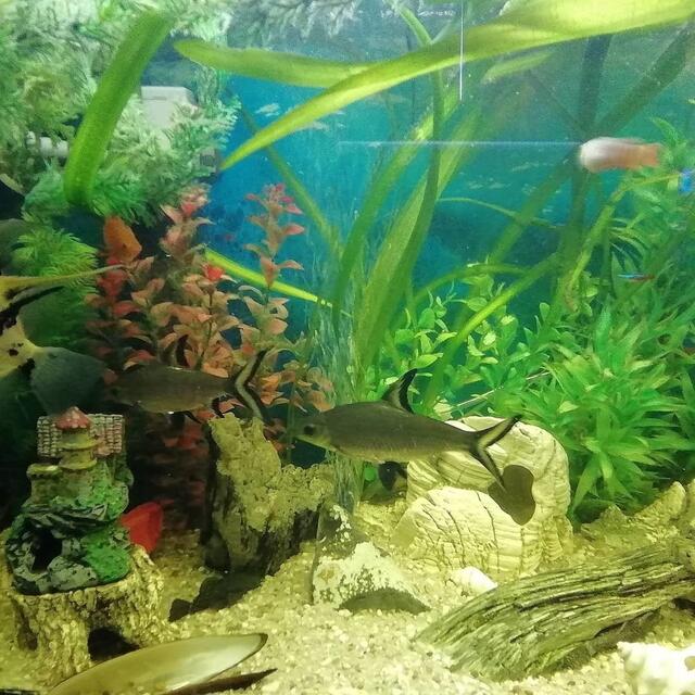 Ein Aquarium Rundblick vom 24.9.2019 !