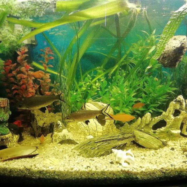 Ein Aquarium Rundblick vom 24.9.2019 !