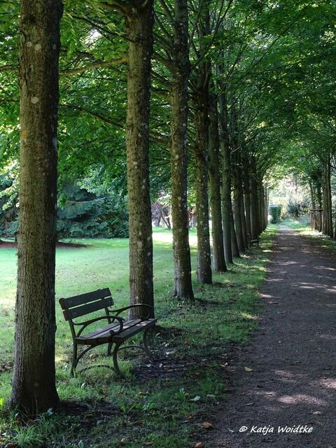 Lindenallee im Hochdorfer Garten in Tating (Foto: Katja Woidtke)