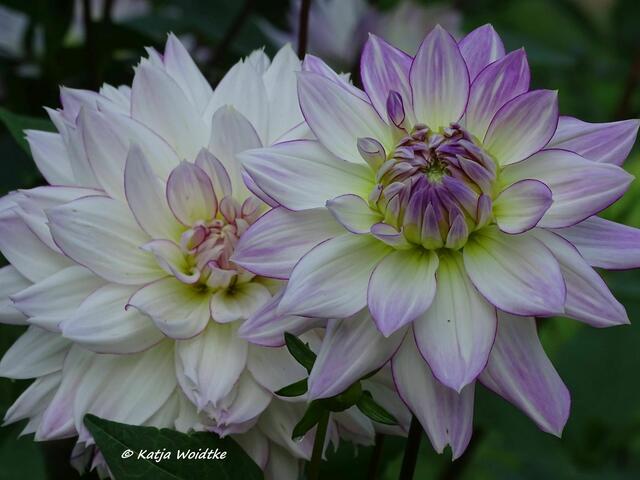 Dahlienblüte im Hochdorfer Garten in Tating (Foto: Katja Woidtke)