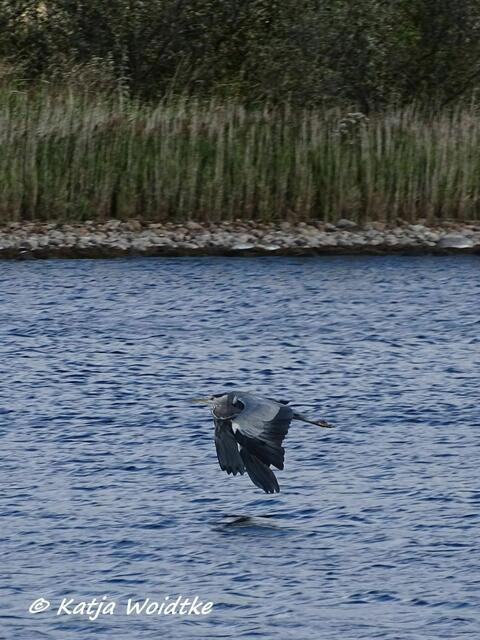 Vogelkiek im Speicherkoog bei Meldorf - Graureiher (Ardea cinerea) am Kronenloch (Foto: Katja Woidtke)