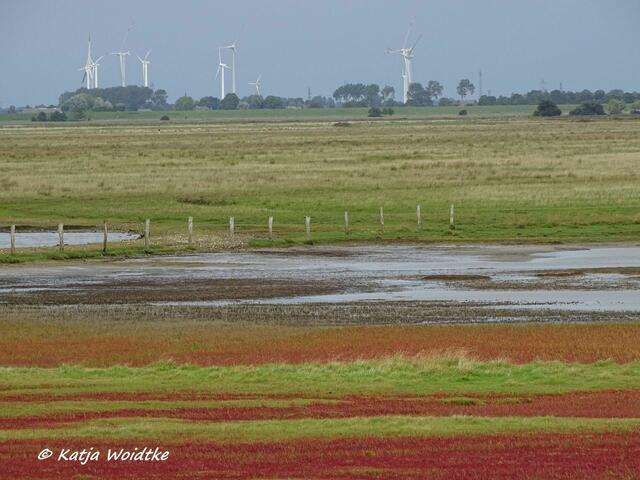 Vogelkiek im Speicherkoog bei Meldorf - Wöhrdener Loch (Foto: Katja Woidtke)