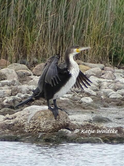 Vogelkiek im Speicherkoog bei Meldorf - Kormoran (Phalacrocorax carbo) am Kronenloch (Foto: Katja Woidtke)