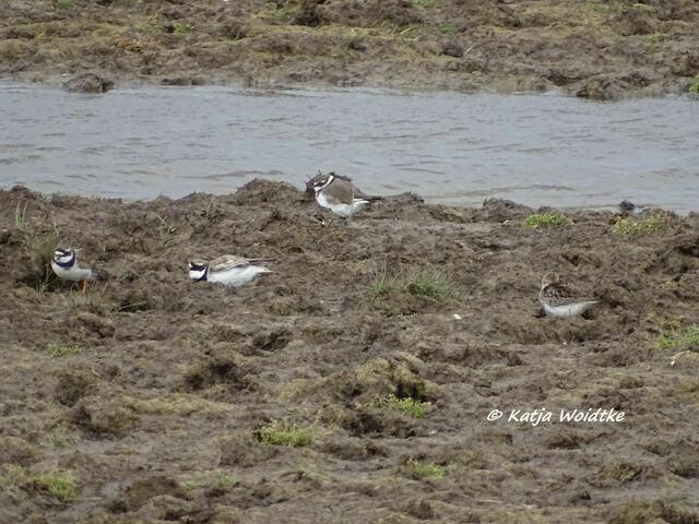 Vogelkiek im Speicherkoog bei Meldorf - Sandregenpfeifer (Charadrius hiaticula) und Steinwälzer (Arenaria interpres) - rechts im Bild - am Odinsloch (Foto: Katja Woidtke)