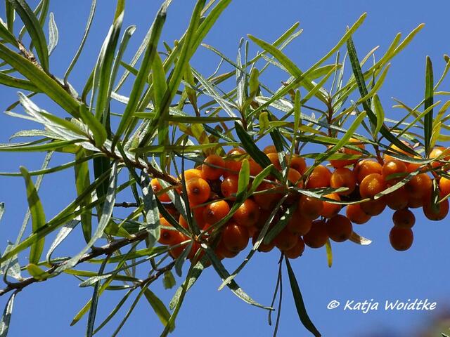 Vogelkiek im Speicherkoog bei Meldorf - Sanddorn (Hippophae rhamnoides) (Foto: Katja Woidtke)