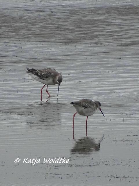 Vogelkiek im Speicherkoog bei Meldorf - Dunkler Wasserläufer (Tringa erythropus) am Kronenloch (Foto: Katja Woidtke)