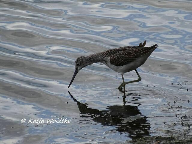 Vogelkiek im Speicherkoog bei Meldorf - Grünschenkel (Tringa nebularia) am Kronenloch (Foto: Katja Woidtke)