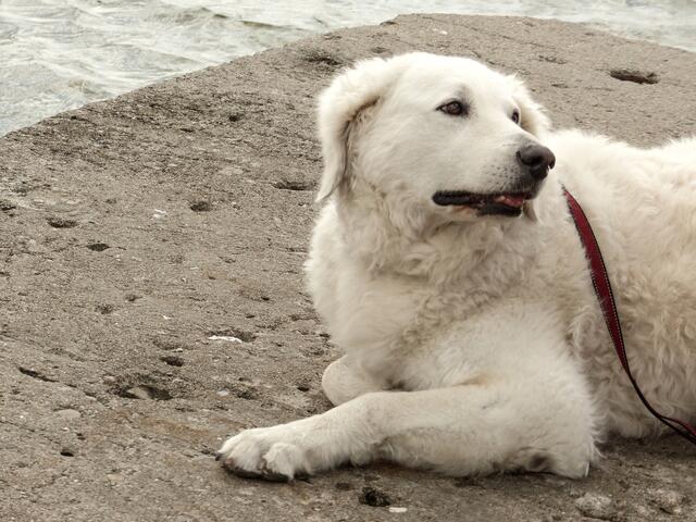 Eine beeindruckende Begegnung mit einem Kuvasz am Achterwasser. Eigentlich ein selbstaändig arbeitender Herdenschutzhund! Doch dieser war auch geduldiger "Schmusehund" der Enkelkinder und gegenüber Fremden zurückhaltend.