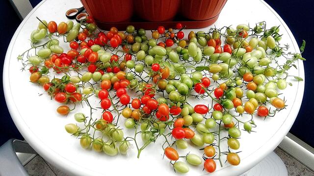 Mein Tomatendschungel 2019 ist kurz vor dem "Abholzen" !