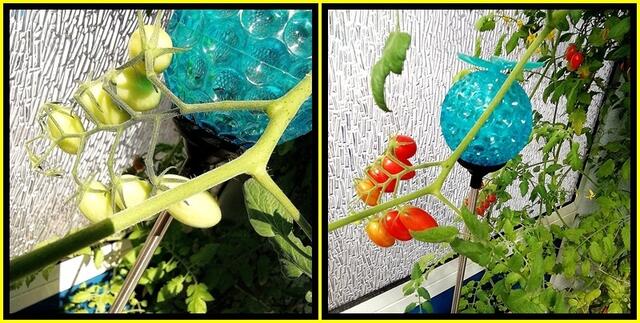 Mein Tomatendschungel 2019 ist kurz vor dem "Abholzen" !