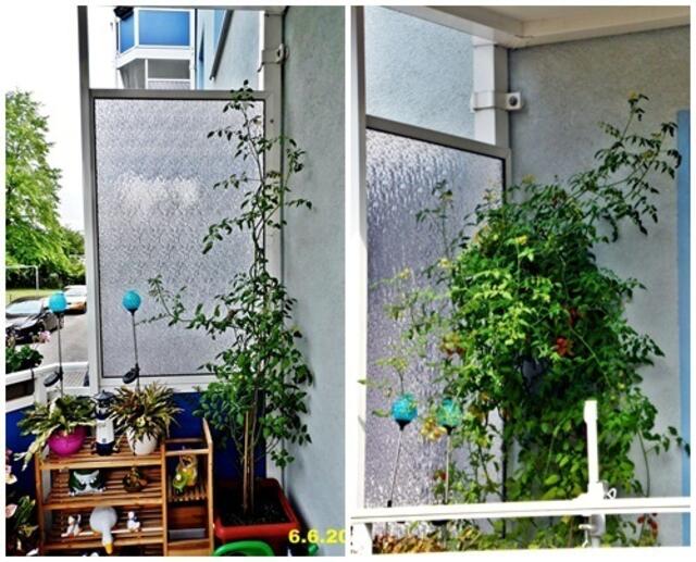 Mein Tomatendschungel 2019 ist kurz vor dem "Abholzen" !