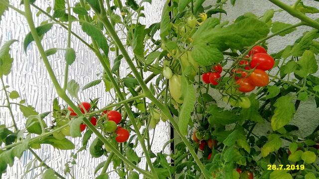 Mein Tomatendschungel 2019 ist kurz vor dem "Abholzen" !