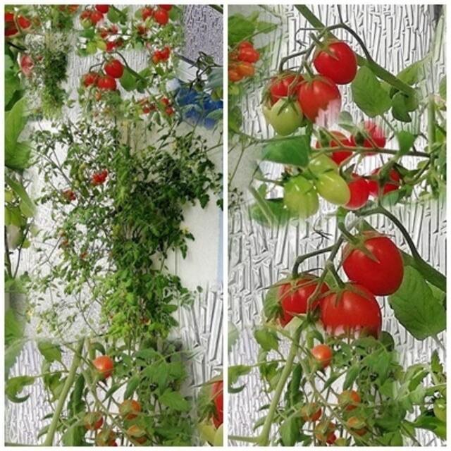 Mein Tomatendschungel 2019 ist kurz vor dem "Abholzen" !