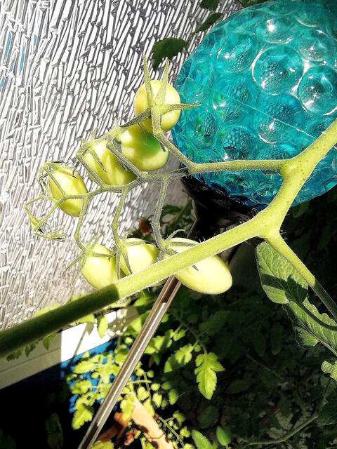 Mein Tomatendschungel 2019 ist kurz vor dem "Abholzen" !