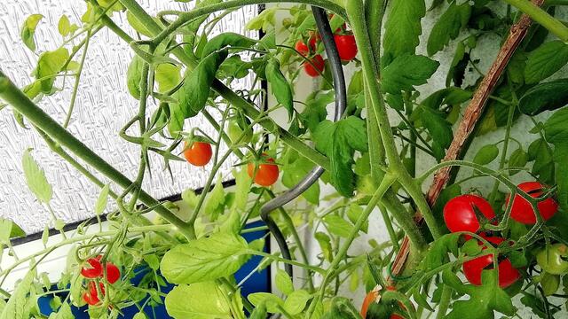 Mein Tomatendschungel 2019 ist kurz vor dem "Abholzen" !