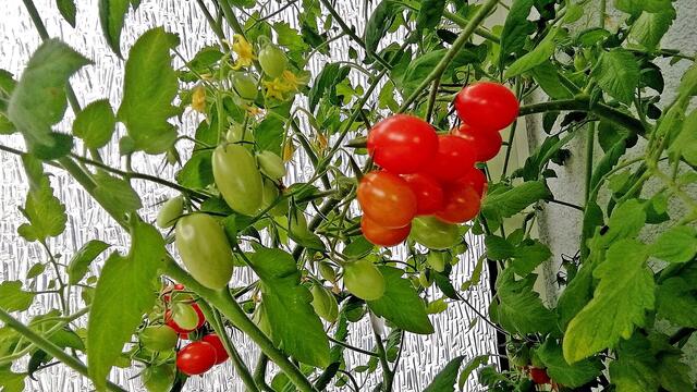 Mein Tomatendschungel 2019 ist kurz vor dem "Abholzen" !