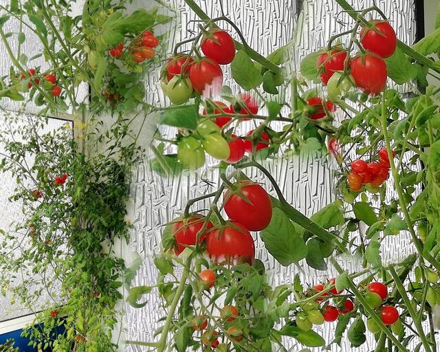 Mein Tomatendschungel 2019 ist kurz vor dem "Abholzen" !