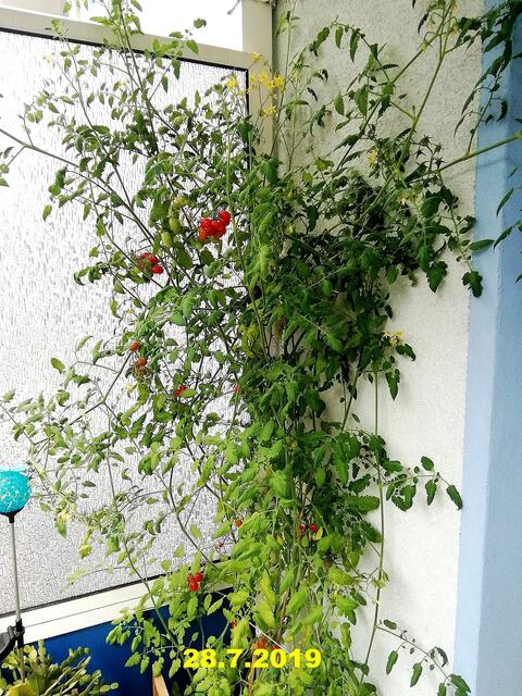 Mein Tomatendschungel 2019 ist kurz vor dem "Abholzen" !