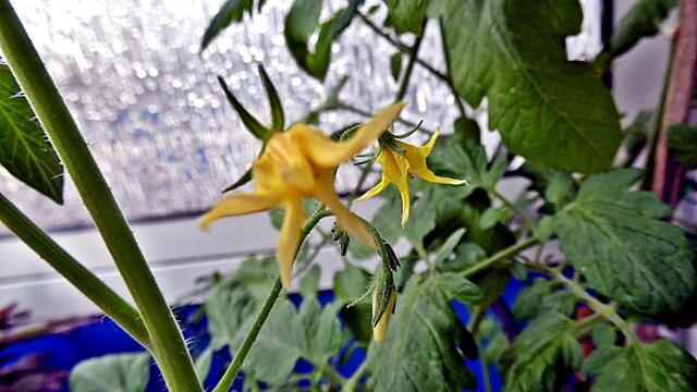 Mein Tomatendschungel 2019 ist kurz vor dem "Abholzen" !