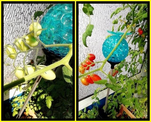 Mein Tomatendschungel 2019 ist kurz vor dem "Abholzen" !