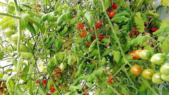 Mein Tomatendschungel 2019 ist kurz vor dem "Abholzen" !