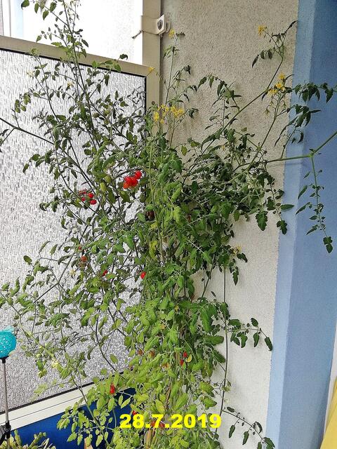 Mein Tomatendschungel 2019 ist kurz vor dem "Abholzen" !
