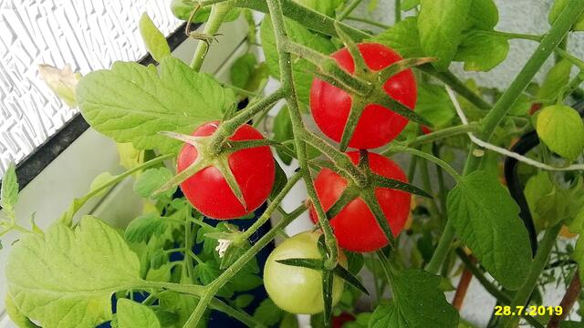 Mein Tomatendschungel 2019 ist kurz vor dem "Abholzen" !
