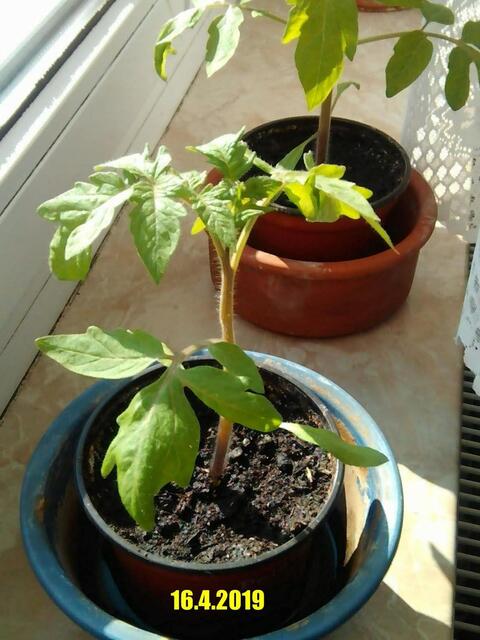 Mein Tomatendschungel 2019 ist kurz vor dem "Abholzen" !