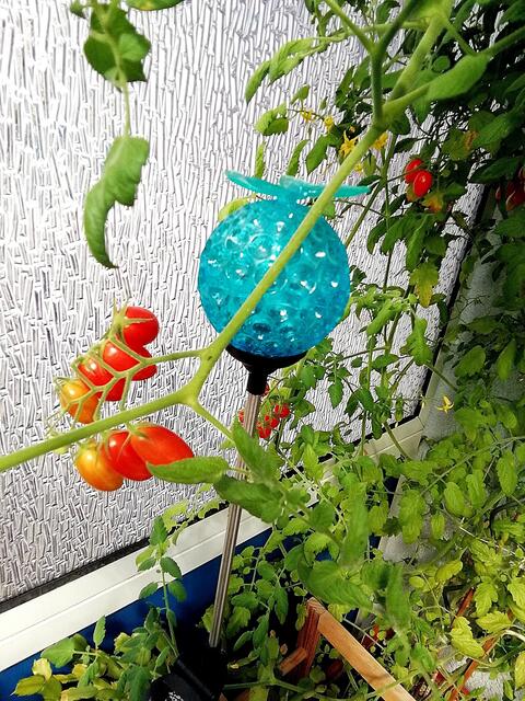 Mein Tomatendschungel 2019 ist kurz vor dem "Abholzen" !