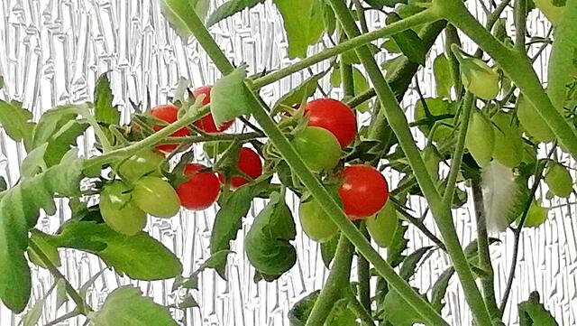 Mein Tomatendschungel 2019 ist kurz vor dem "Abholzen" !