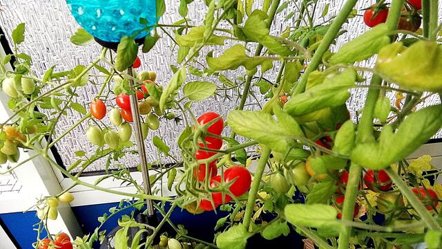Mein Tomatendschungel 2019 ist kurz vor dem "Abholzen" !
