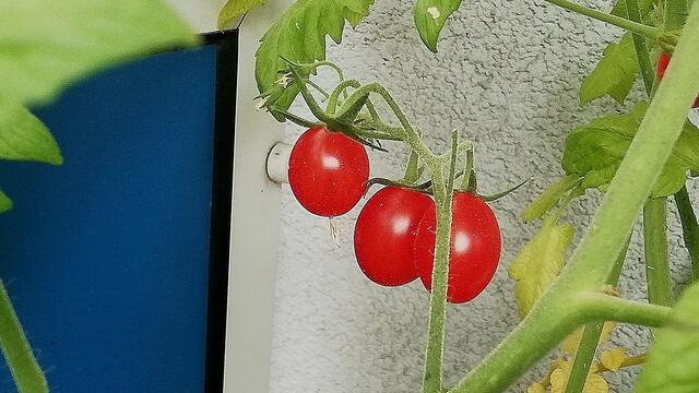 Mein Tomatendschungel 2019 ist kurz vor dem "Abholzen" !