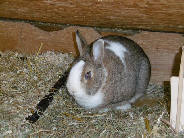 Harry (auf Pflegestelle)