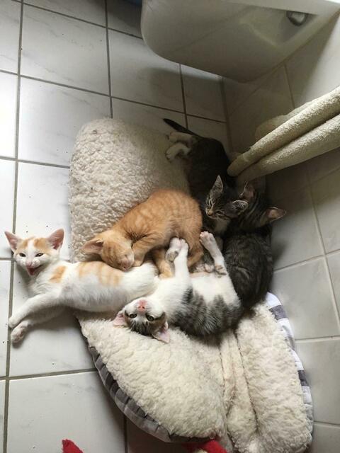 F-Babys (auf Pflegestelle)