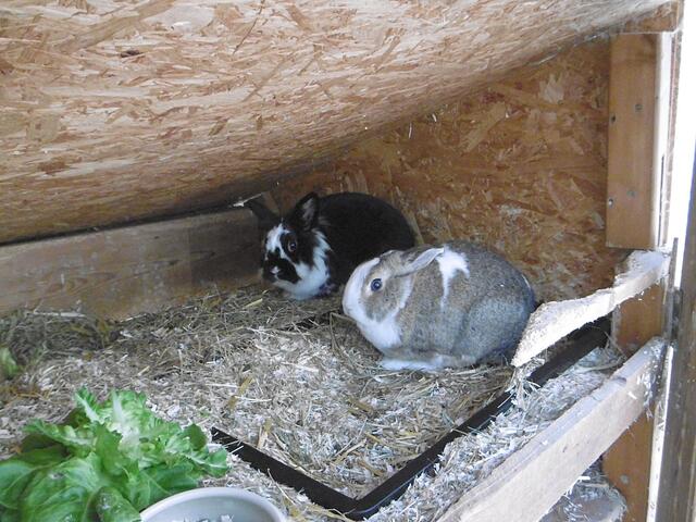 Harry und April (auf Pflegestelle)