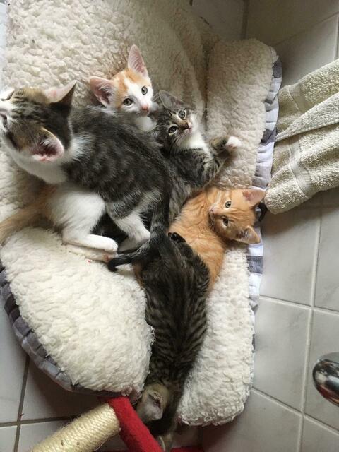 F-Babys (auf Pflegestelle)