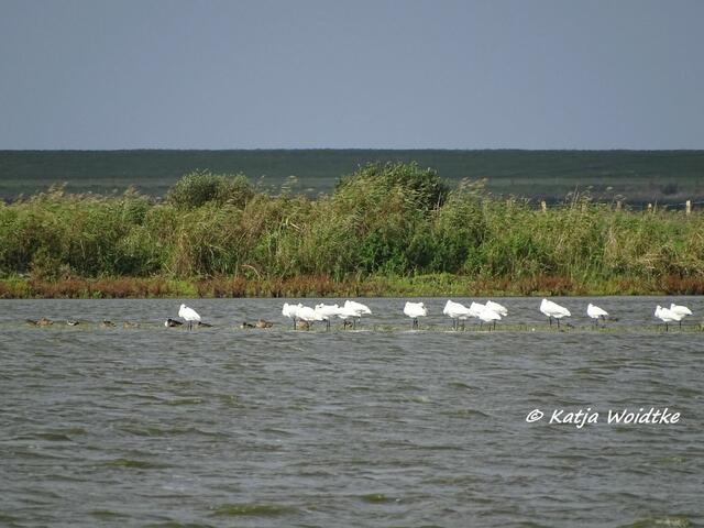 Löffler (Platalea leucorodia) im Beltringharder Koog (Foto: Katja Woidtke)