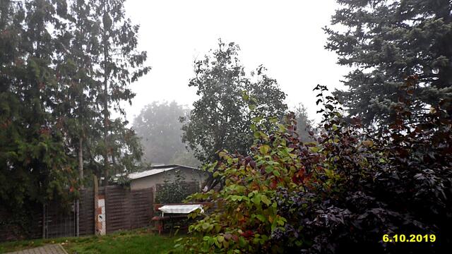 39  6.10.2019 - Sonntagsbilder - Fliederbaum (40) ! Temp: 7:01 /4,7°C plus und 12:03 plus 14.7°C / Es werden Höchsttemperaturen von 10° (gefühlt: 8°) und schwacher Wind (15 km/h) aus Ostsüdost mit frischen Böen (33 km/h) erwartet. Es kommt zu Niederschlagsmengen von 0 l/m², die Niederschlagswahrscheinlichkeit beträgt 10%, die Sonne scheint 2,5 Stunden.