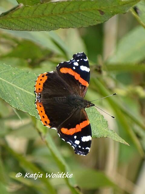 Admiral (Vanessa atalanta) im Beltringharder Koog (Foto: Katja Woidtke)